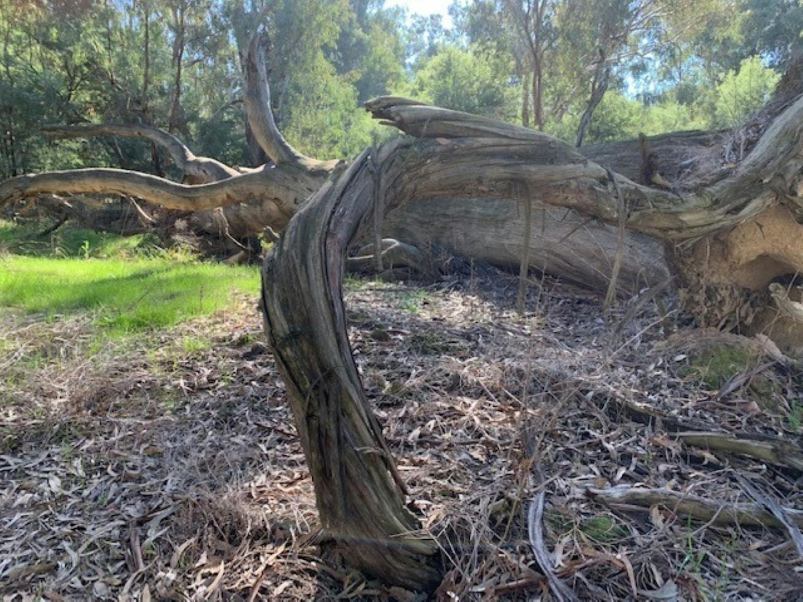 Fallen gum tree, grass, sunlight dried leaves, bark, branch curled down to ground