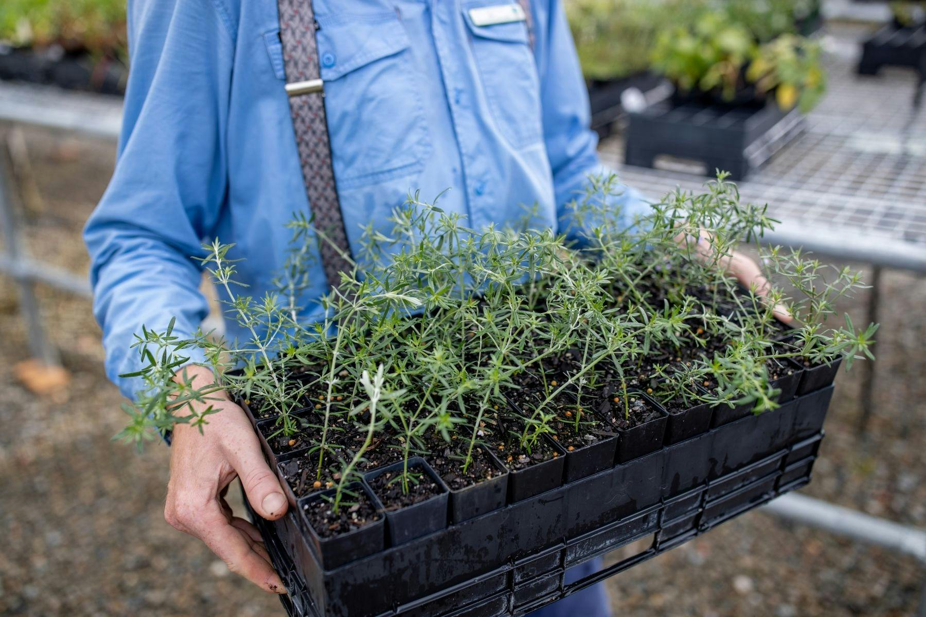 IndigiScapes Native Nursery