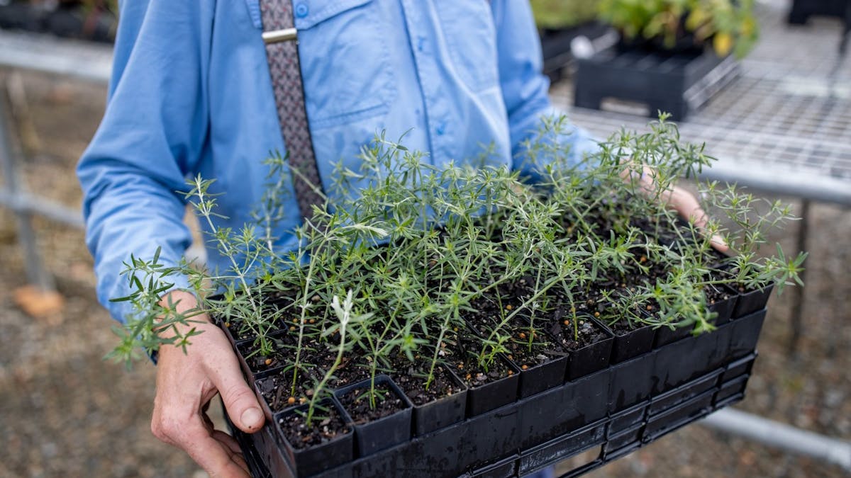 Tray of Native plants