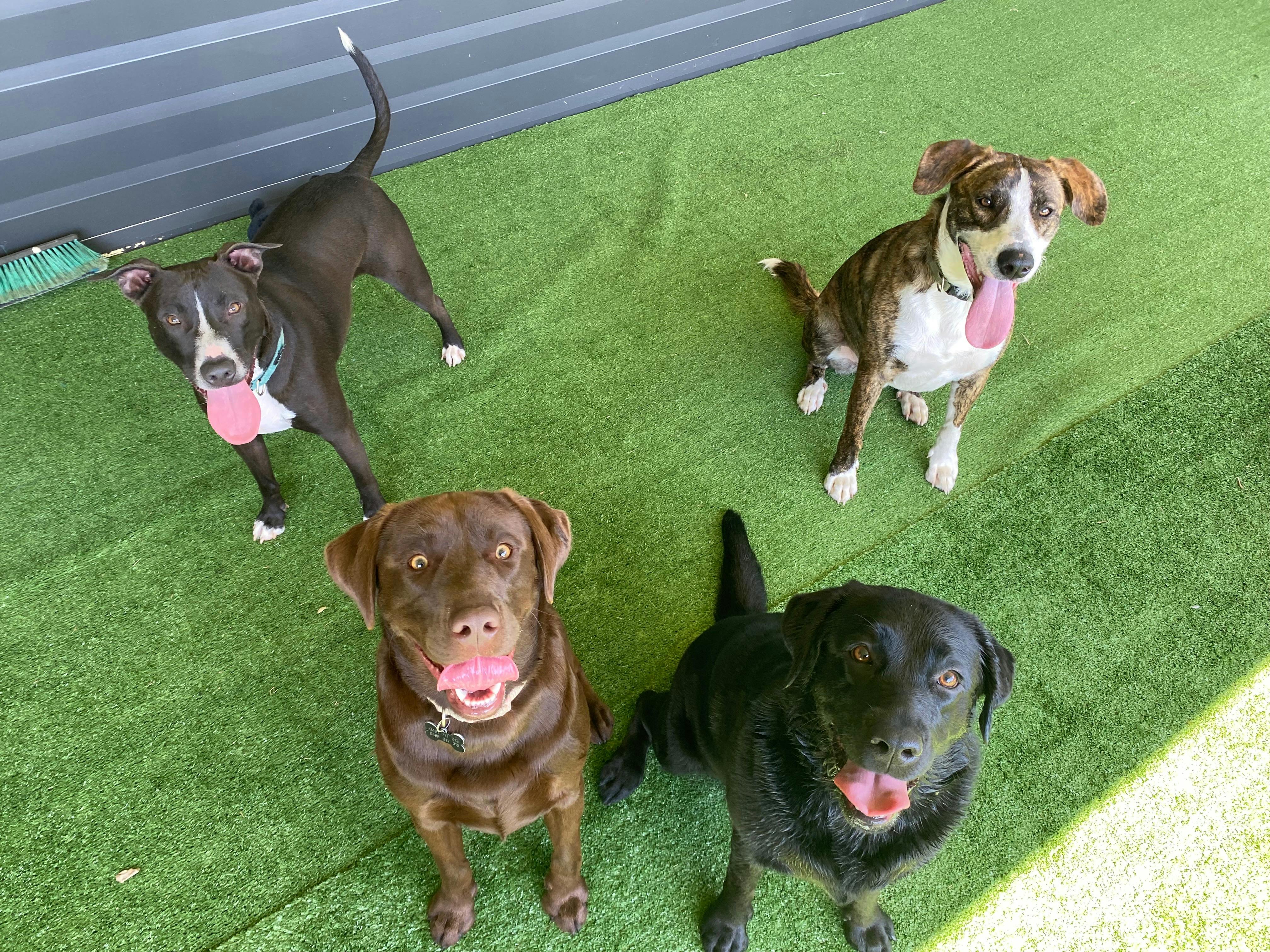 Coffs Coast Pet Resort