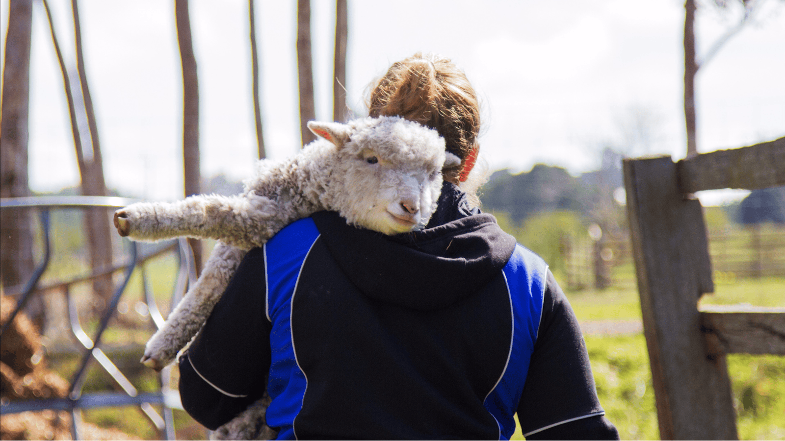 Animal Land Children's Farm