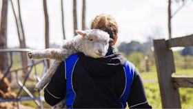 Animal Land Children's Farm