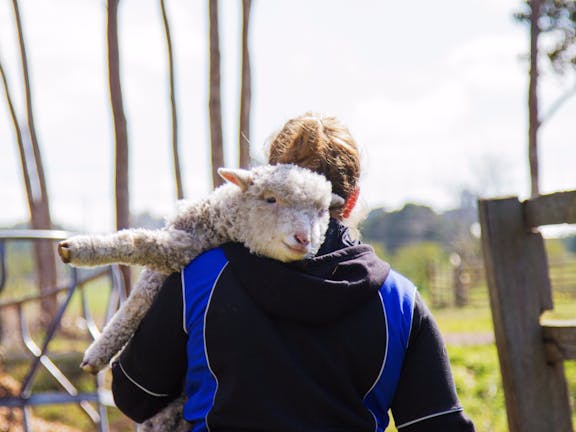 Animal Land Children's Farm