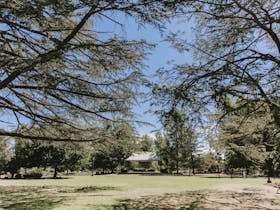 open grassy spaces with many trees in the foreground and background