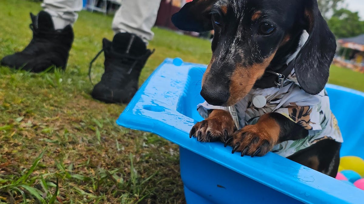 Dog Ball Pit