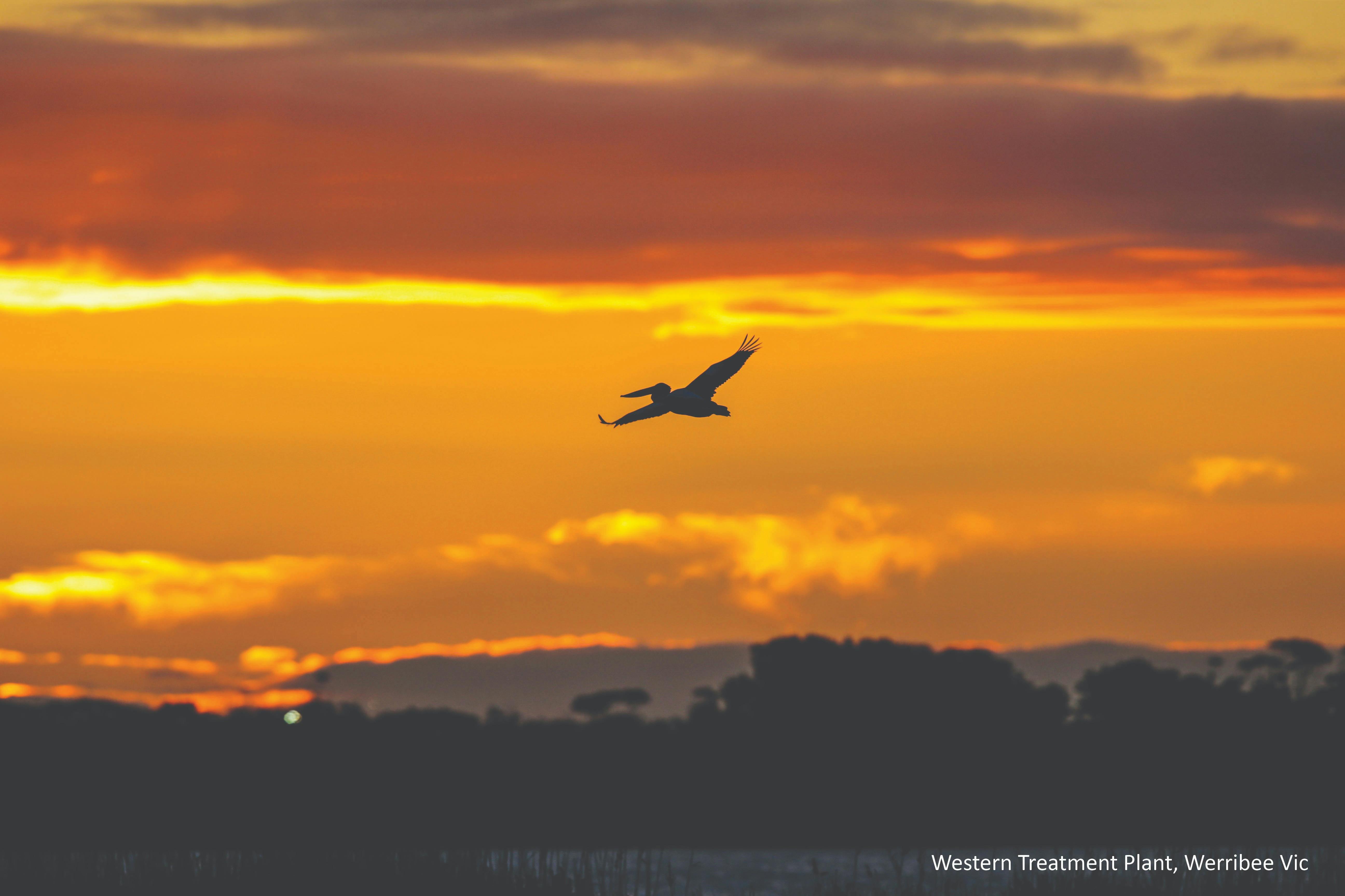Birdlife in Werribee and Surrounds