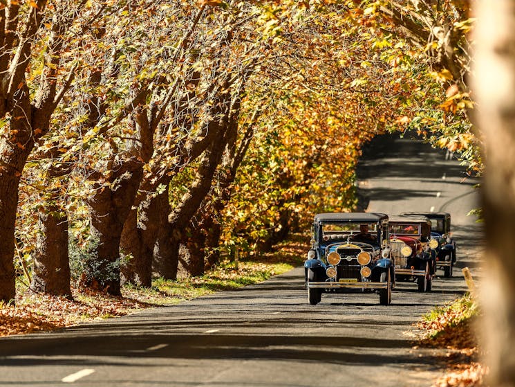 Three 1929 Cadillac LaSalle cars driving through a tunnel of trees