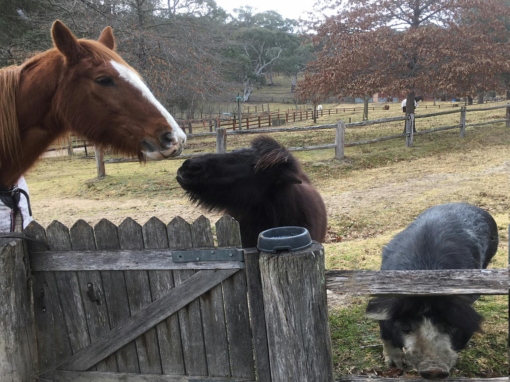 Farmyard animals