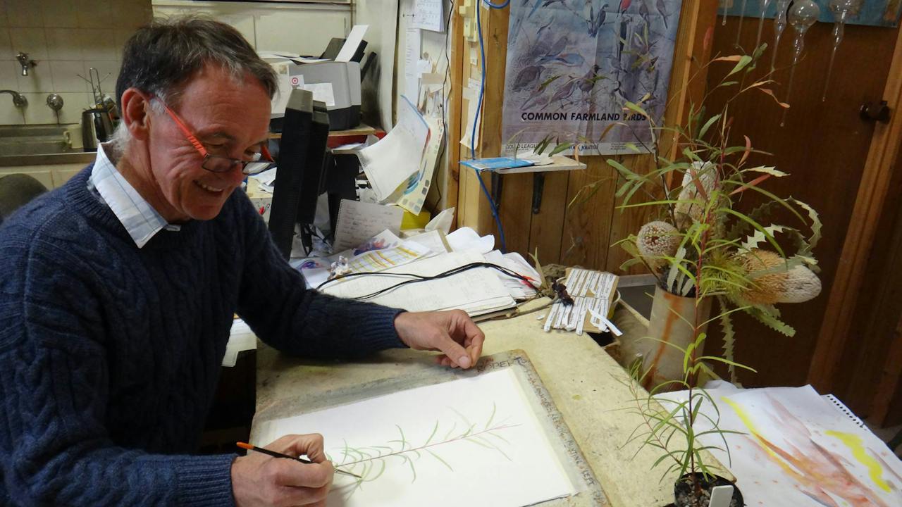 Artist Ian Roberts at work painting Eucalypt seedlings at Medika Gallery, Blyth, South Australia