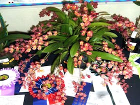Maitland and Coalfields District Orchid Society - Winter Show Cover Image