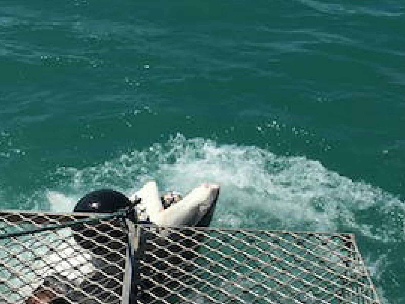 Shark outside the cage on a Darwin Red Devil Charter Shark Cage Dive tour.