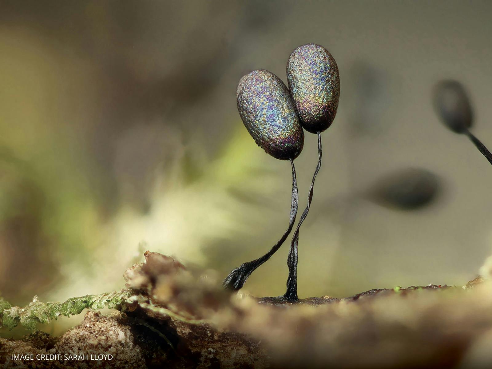 An image of Slime Moulds