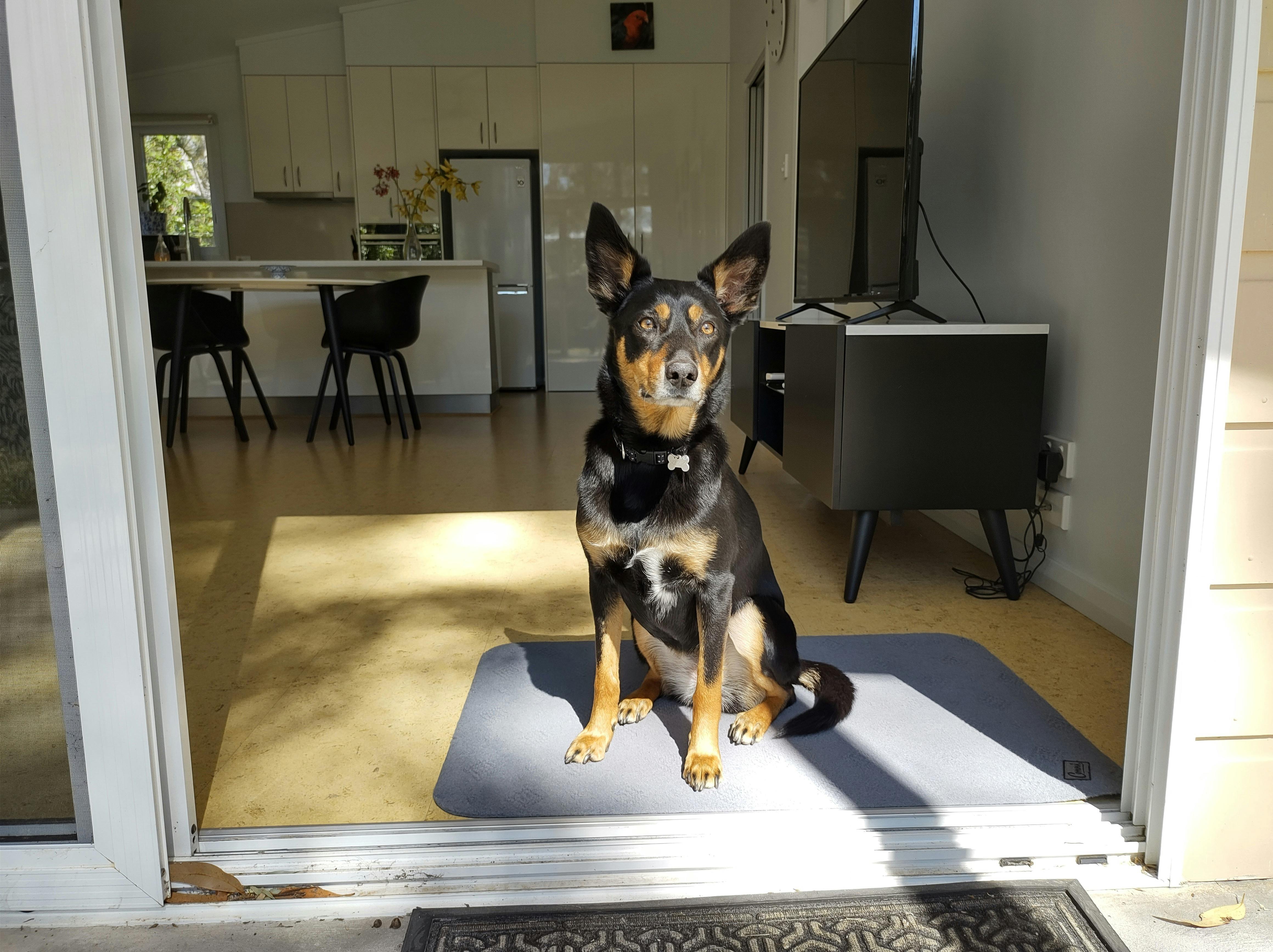 Pippy's Retreat is dog friendly and welcomes all well behaved dogs