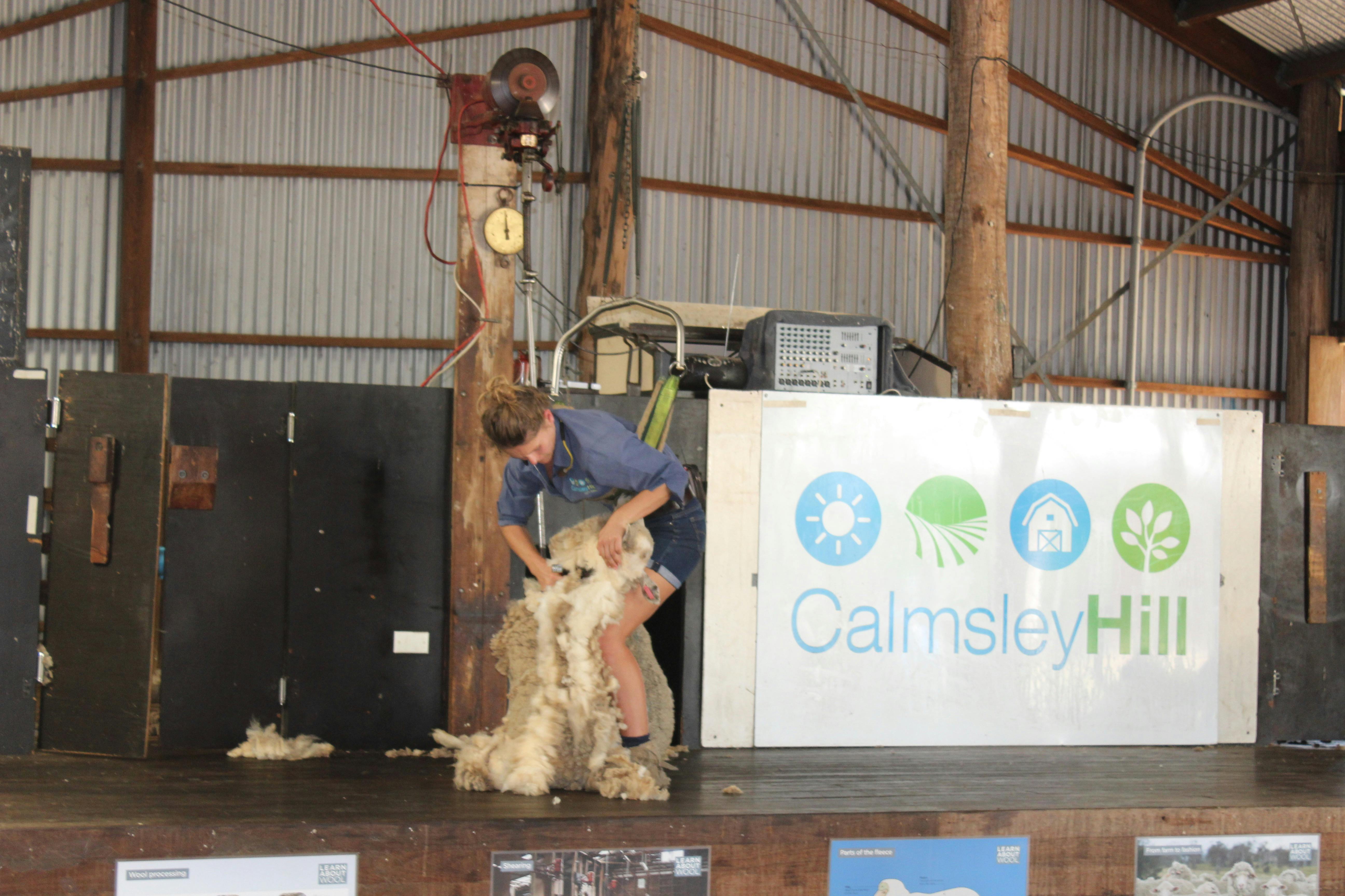 卡尔姆斯利山剪羊毛