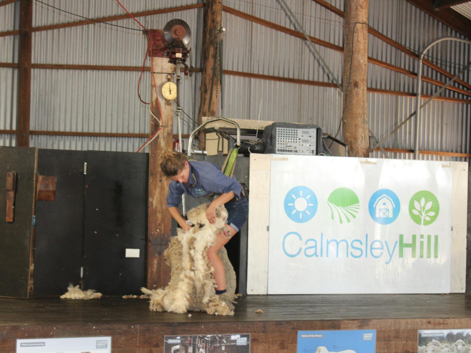 Sheep Shearing at Calmsley Hill