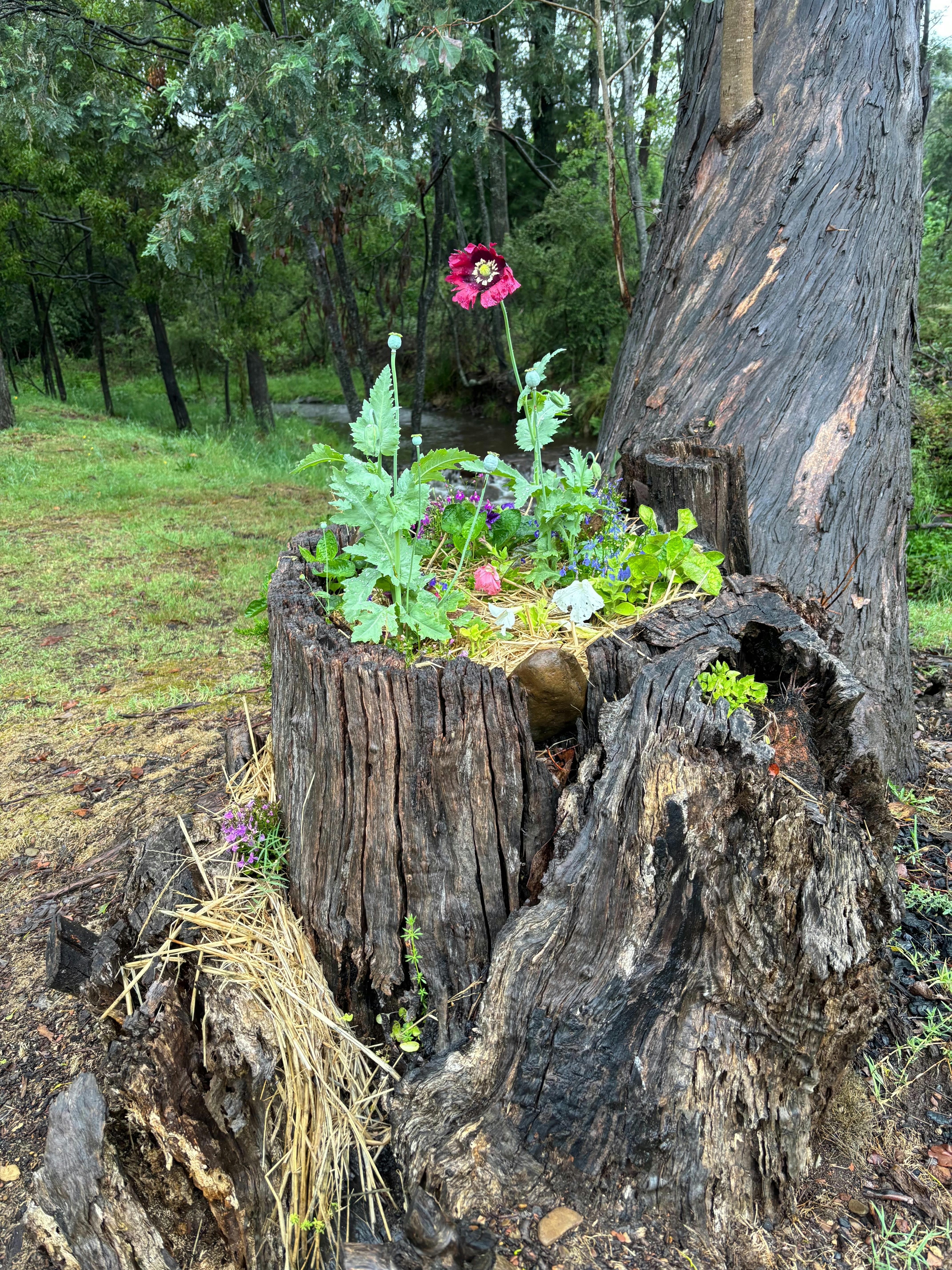 Back to nature at Wandiligong Camping Ground