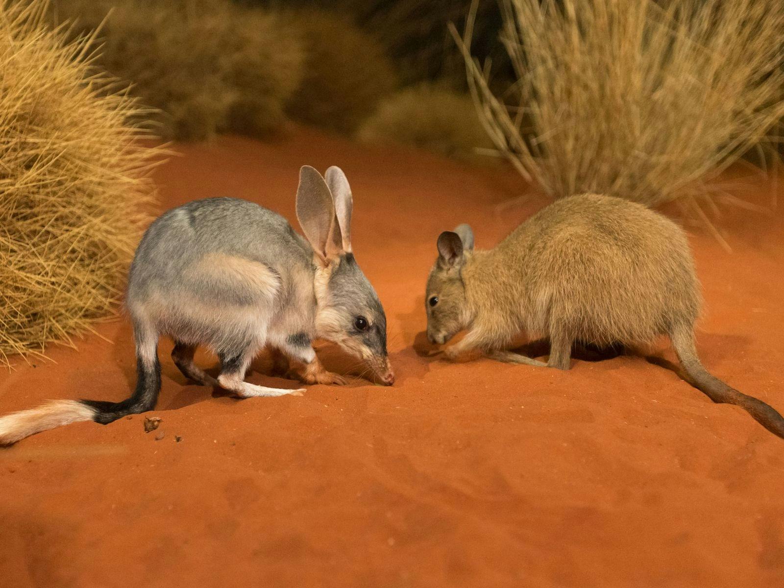 Bilby and Mala at the Desert Park Nocturnal House enclosure with red soil and plants