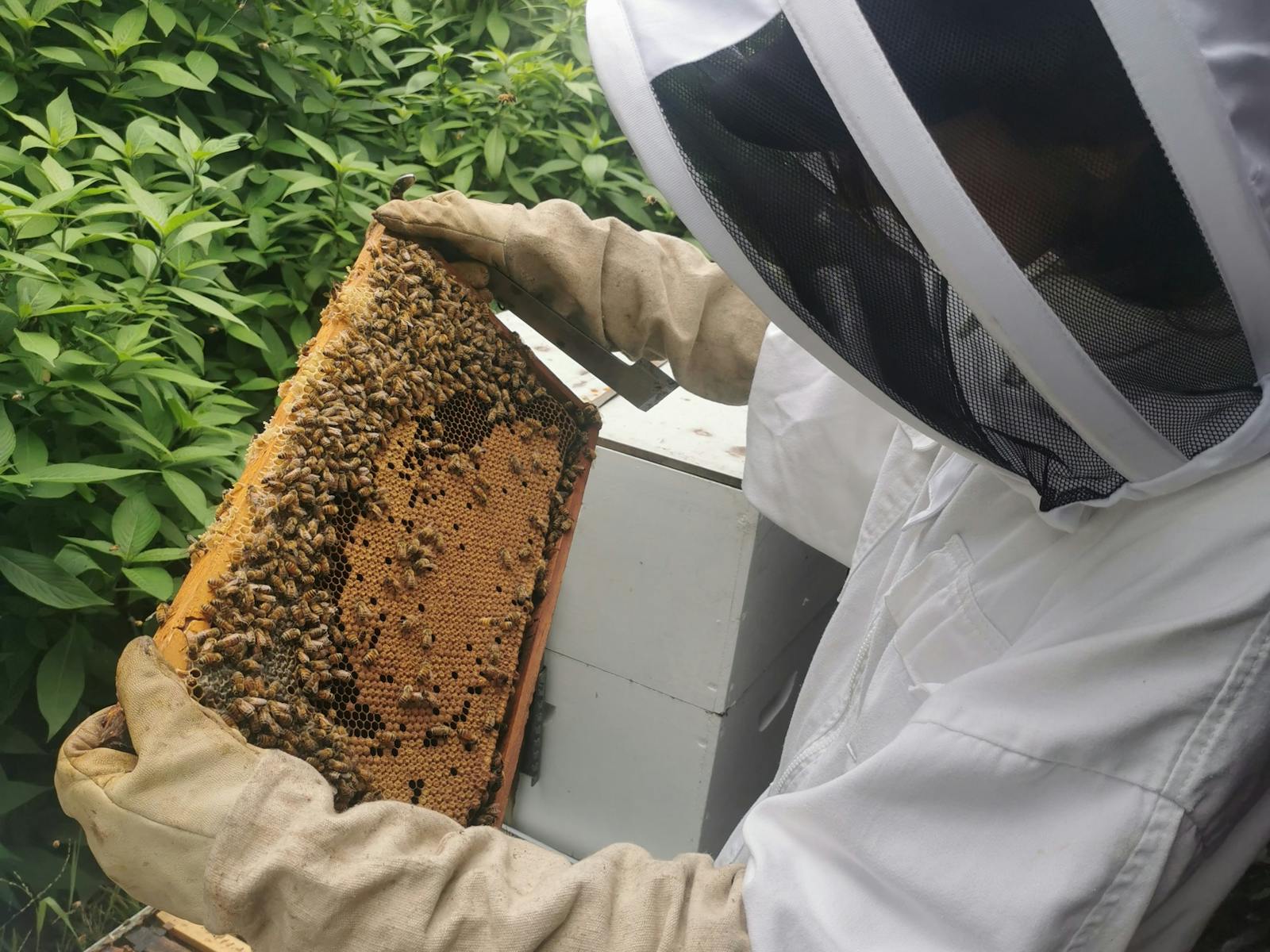 Beehive Image