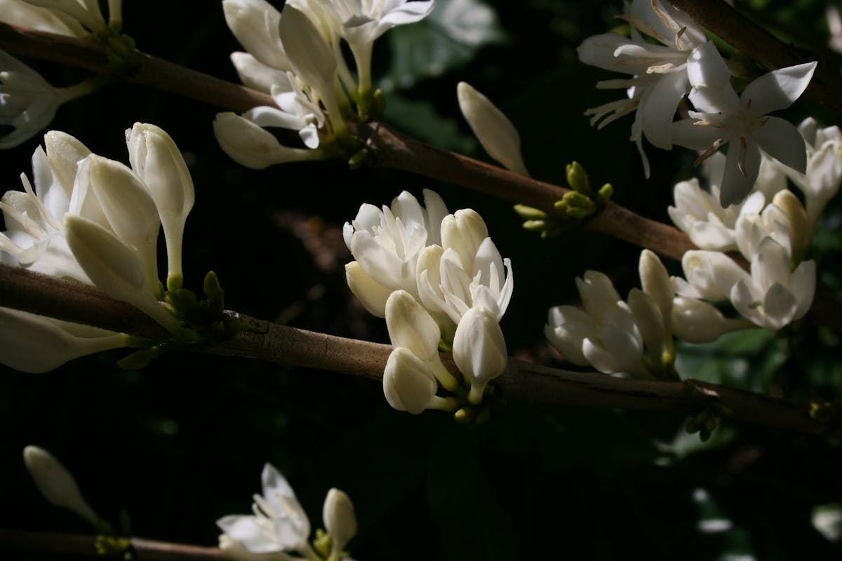 Jaques Coffee Flowers