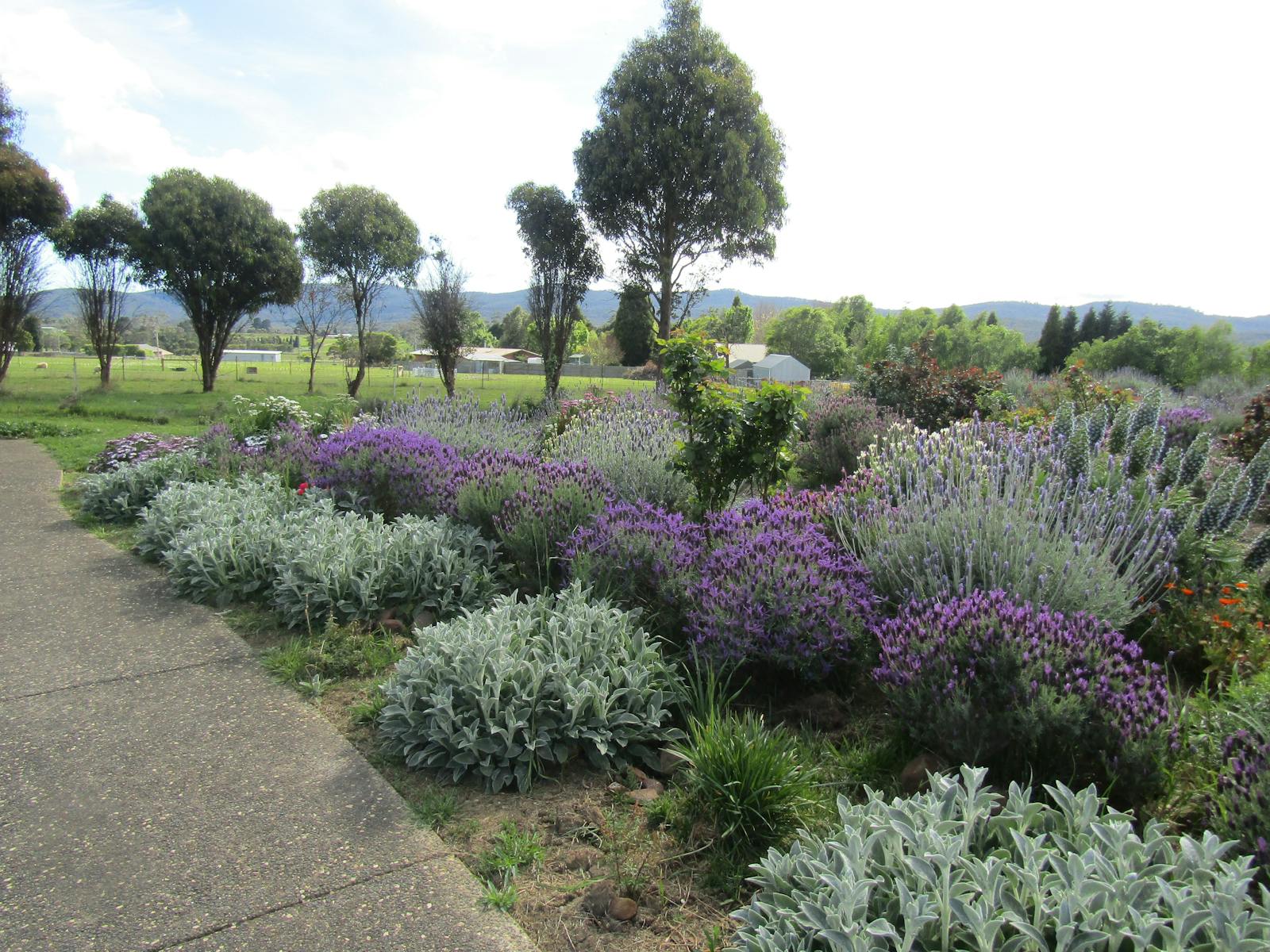 Ornamental Lavender