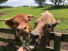 Feeding cattle by hand at Echo Farm Mount Gambier