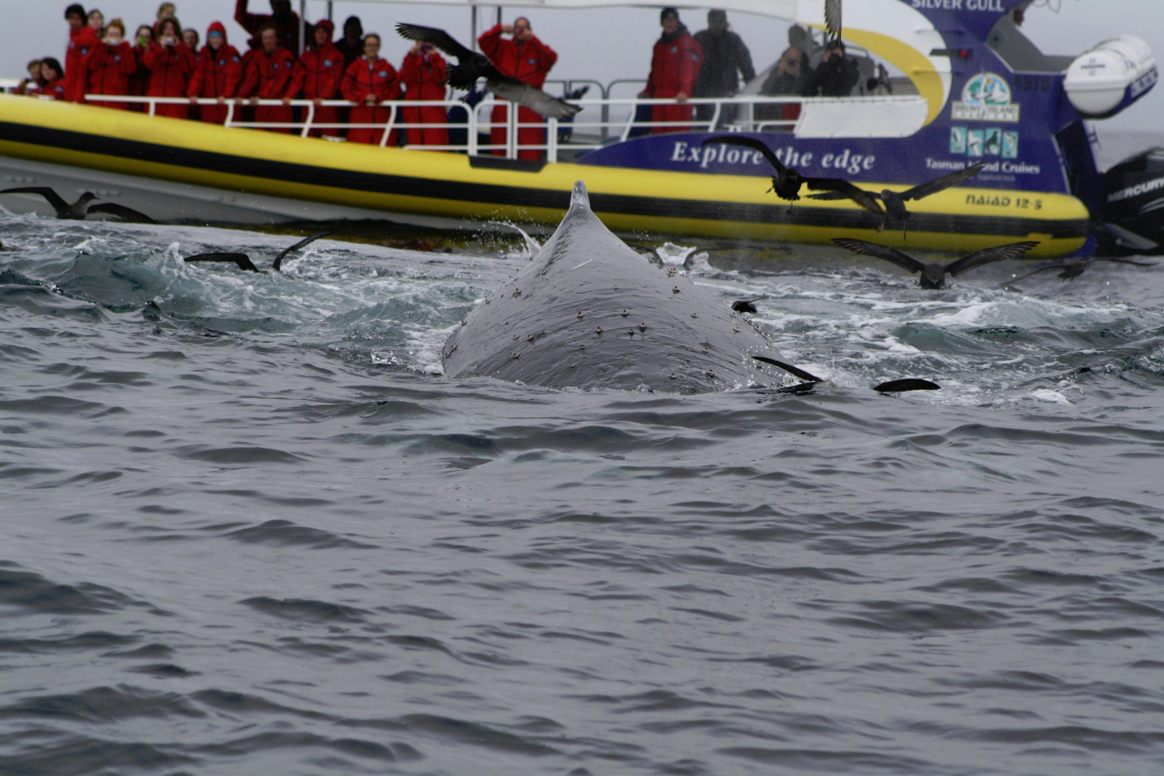 Cape Pillar - Tasman Island Cruises