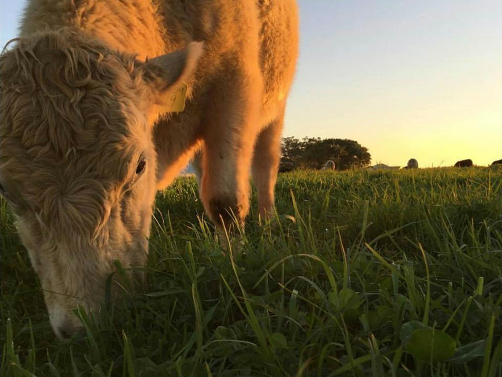 Die Farm Byron Bay