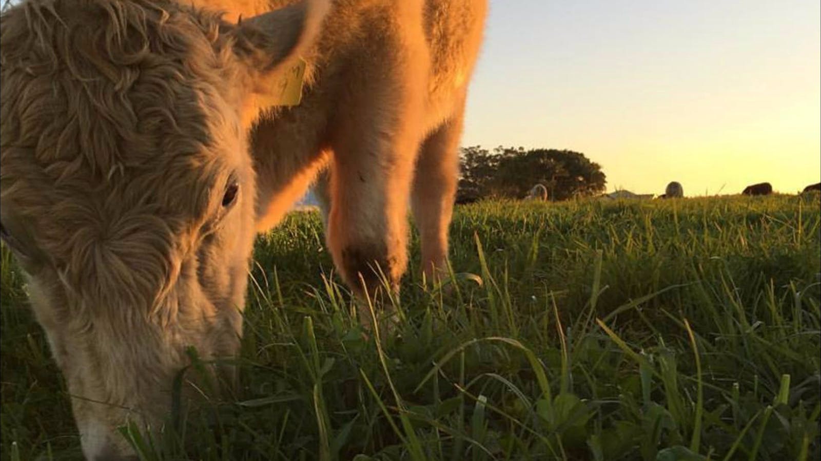 The Farm Byron Bay