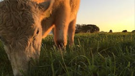 The Farm Byron Bay