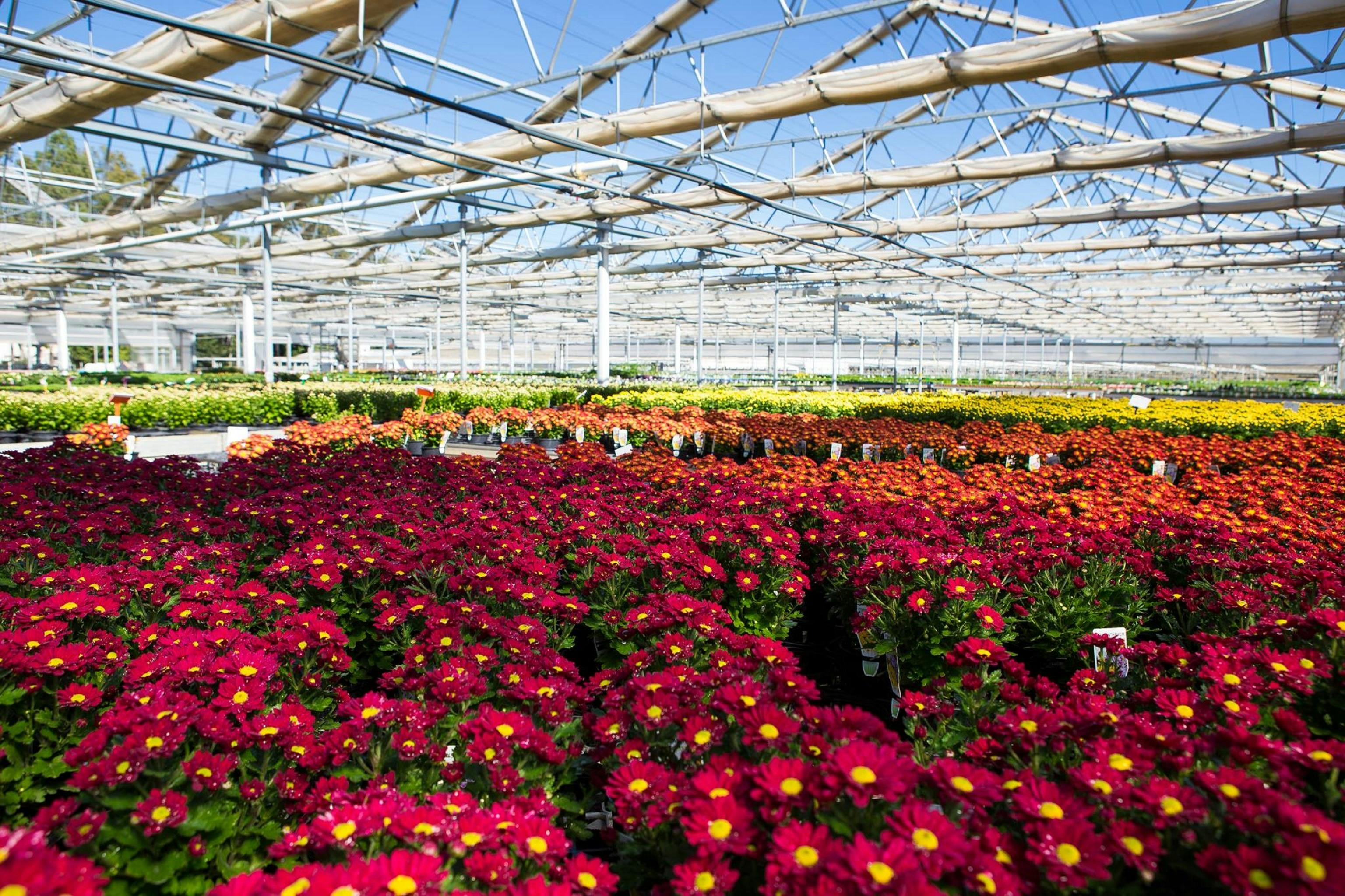 Pohlman's Nursery