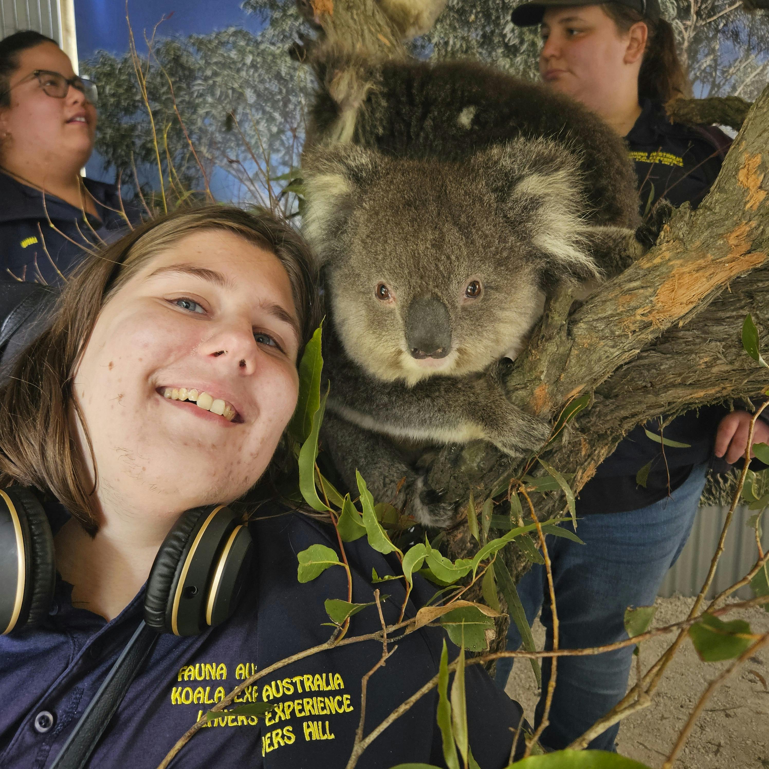 Fauna Australia Koala Experience and Accommodation