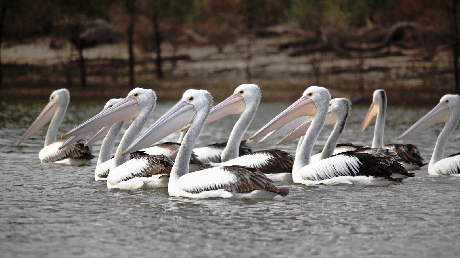 Adelaide International Bird Sanctuary National Park - Winaityinaityi Pangkara