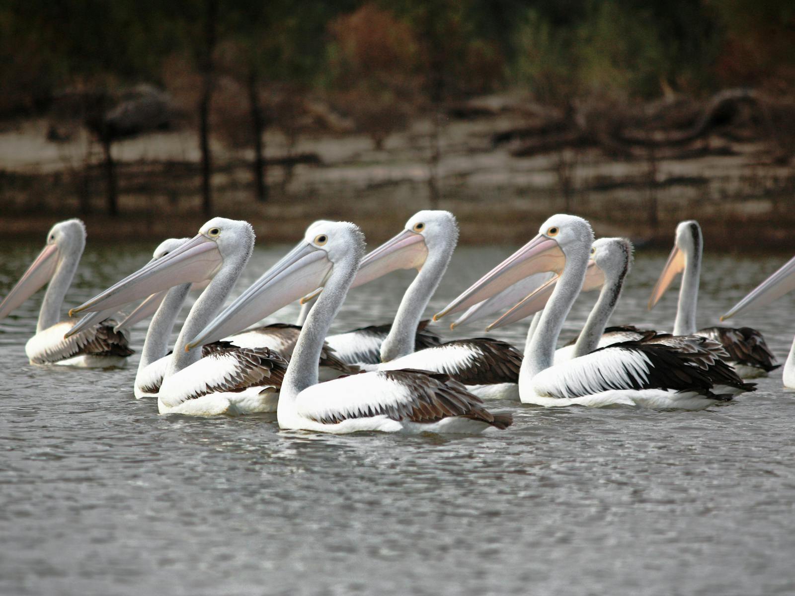 Adelaide International Bird Sanctuary
