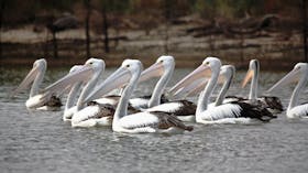 Adelaide International Bird Sanctuary National Park - Winaityinaityi Pangkara