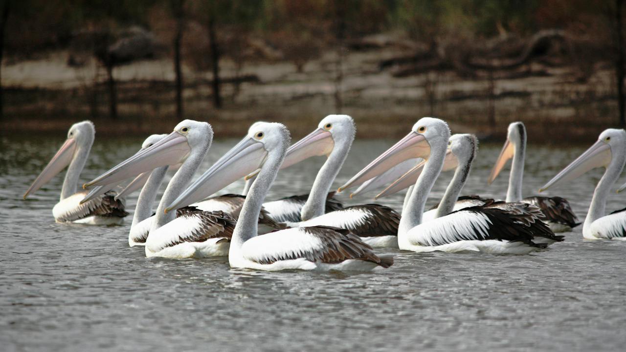 Adelaide International Bird Sanctuary National Park - Winaityinaityi Pangkara