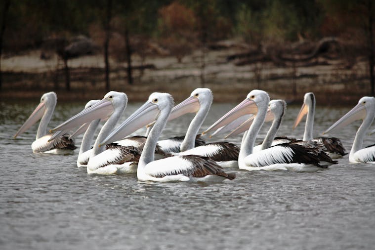 Adelaide International Bird Sanctuary National Park Winaityinaityi Pangkara