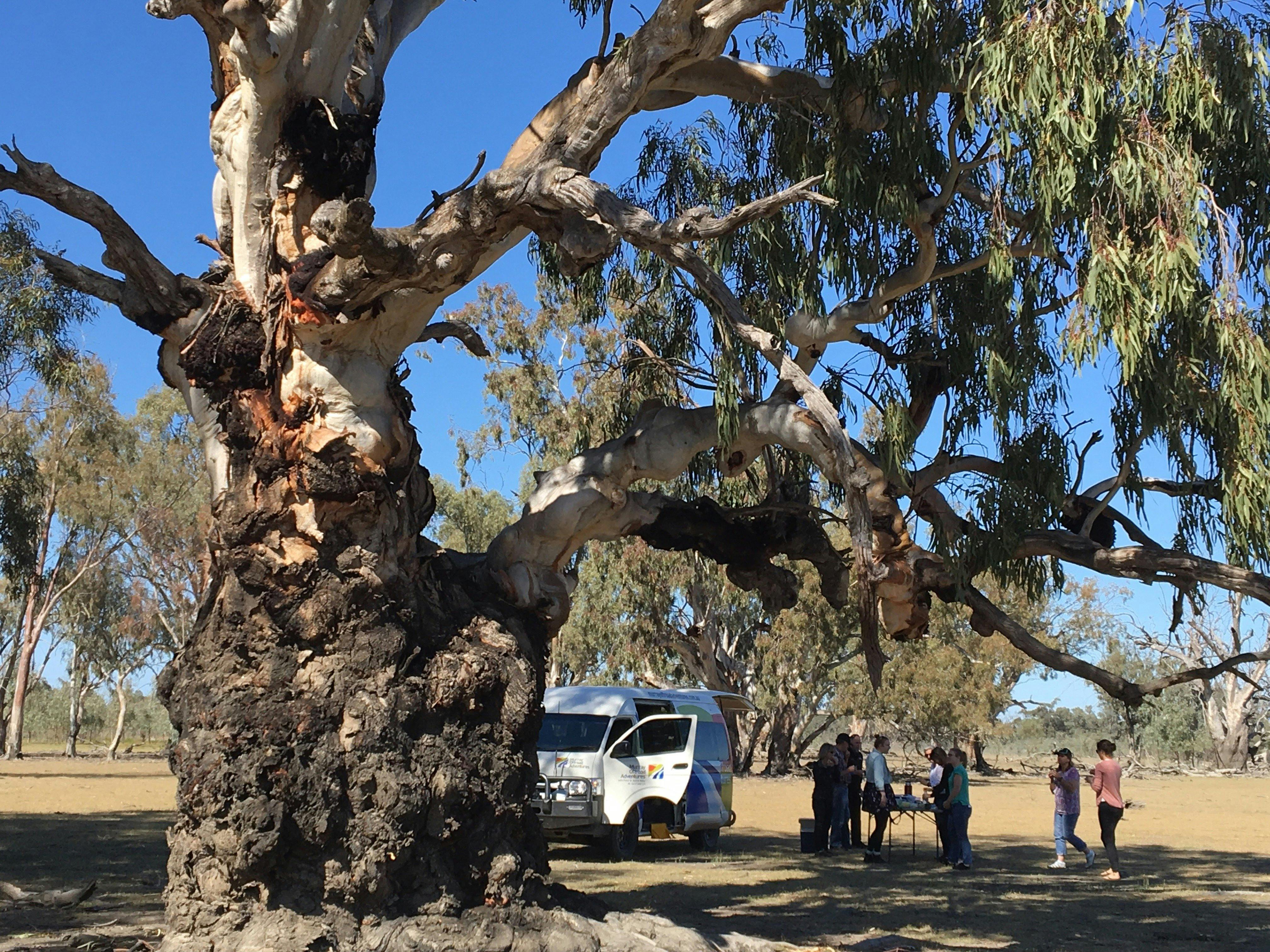 Enjoy a cuppa under a huge gnarly red gum.