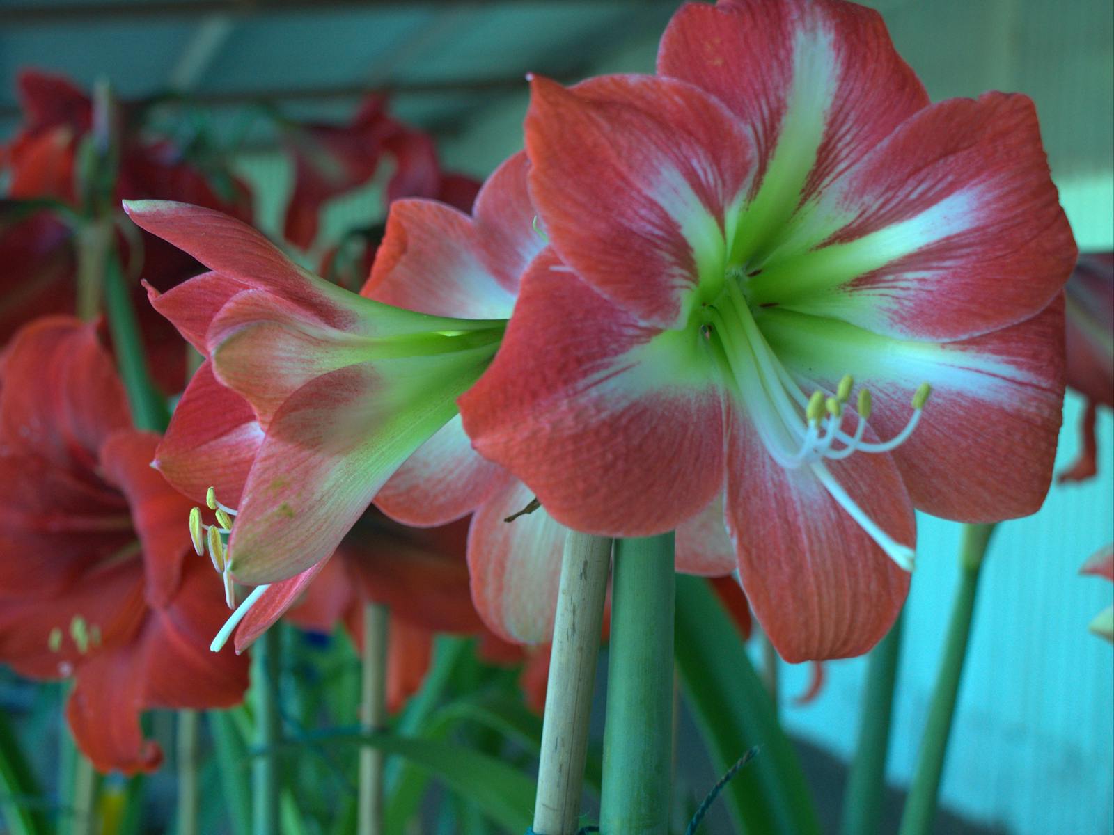 Collie Goods Shed Markets