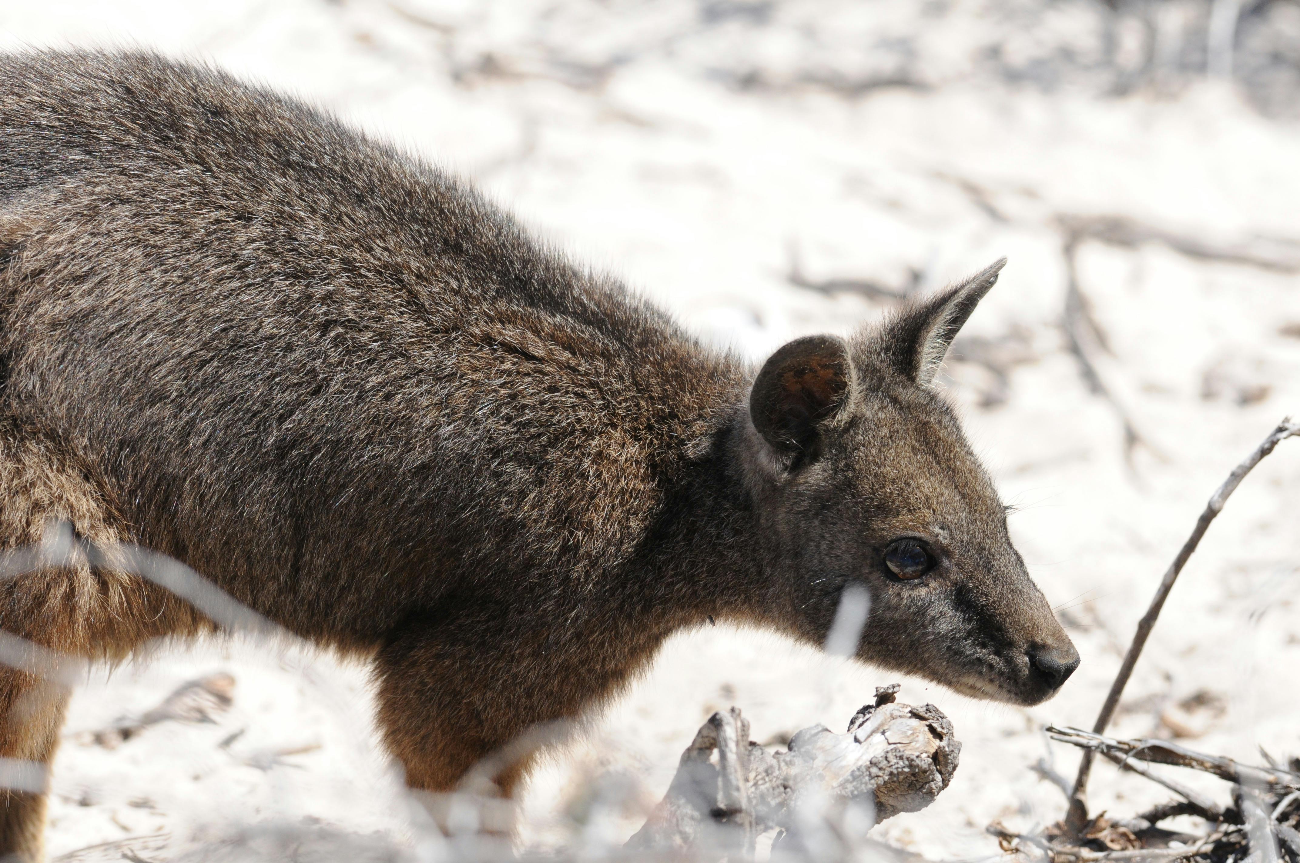 Coates Wildlife Tours