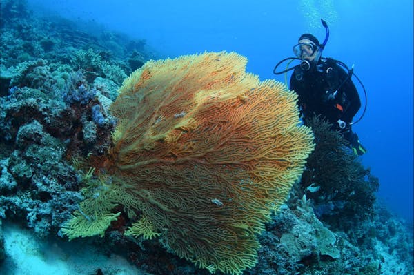 Wistari Wall