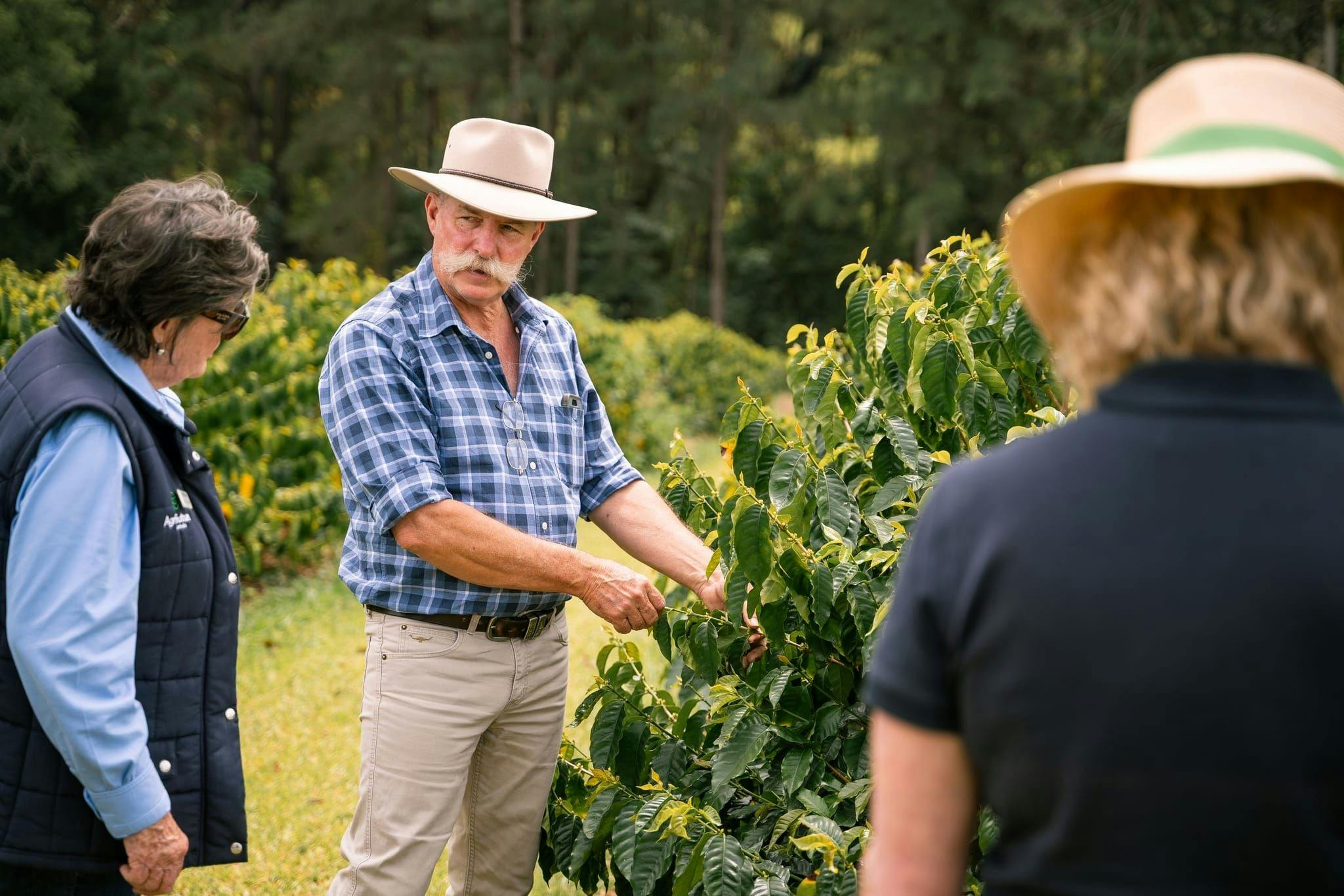 Learn how coffee grows at Glasshouse Plantation in the Sunshine Coast Hinterland of South East QLD