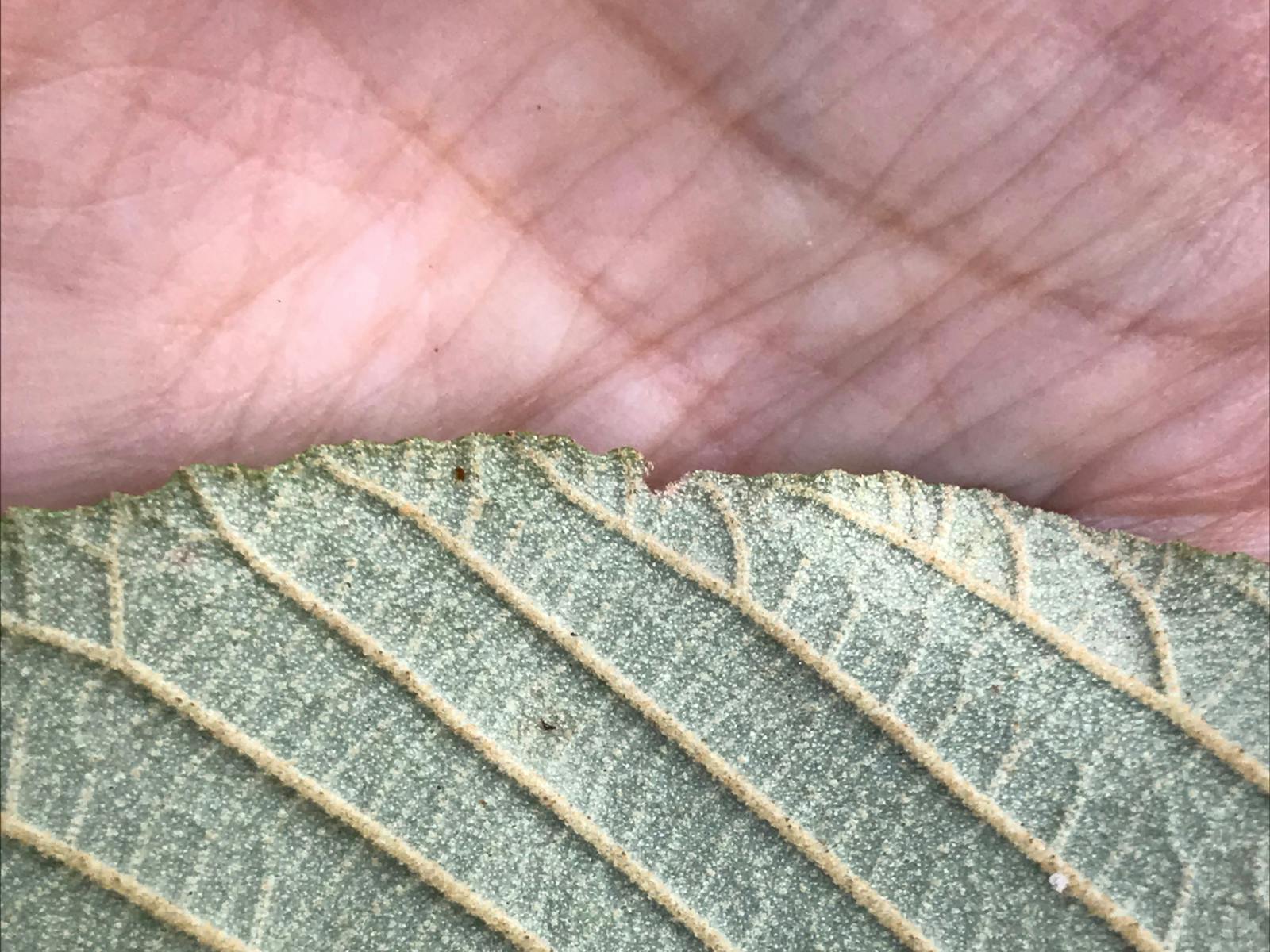 leave and hand veins
