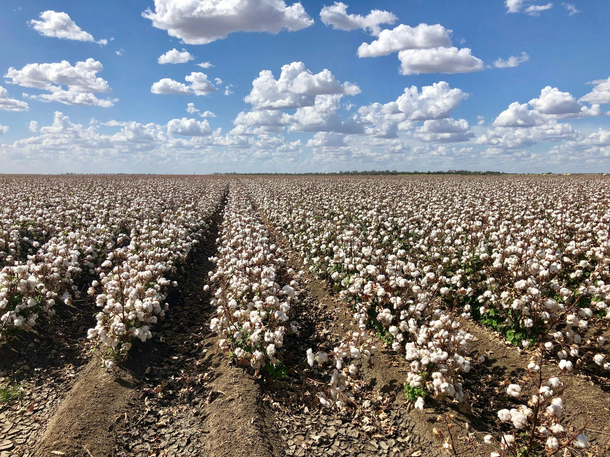 Cotton Cotton