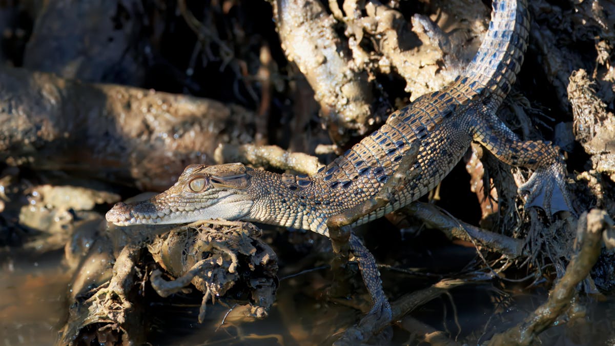 Juvenile saltwater crocodile captured on the Daintree River.