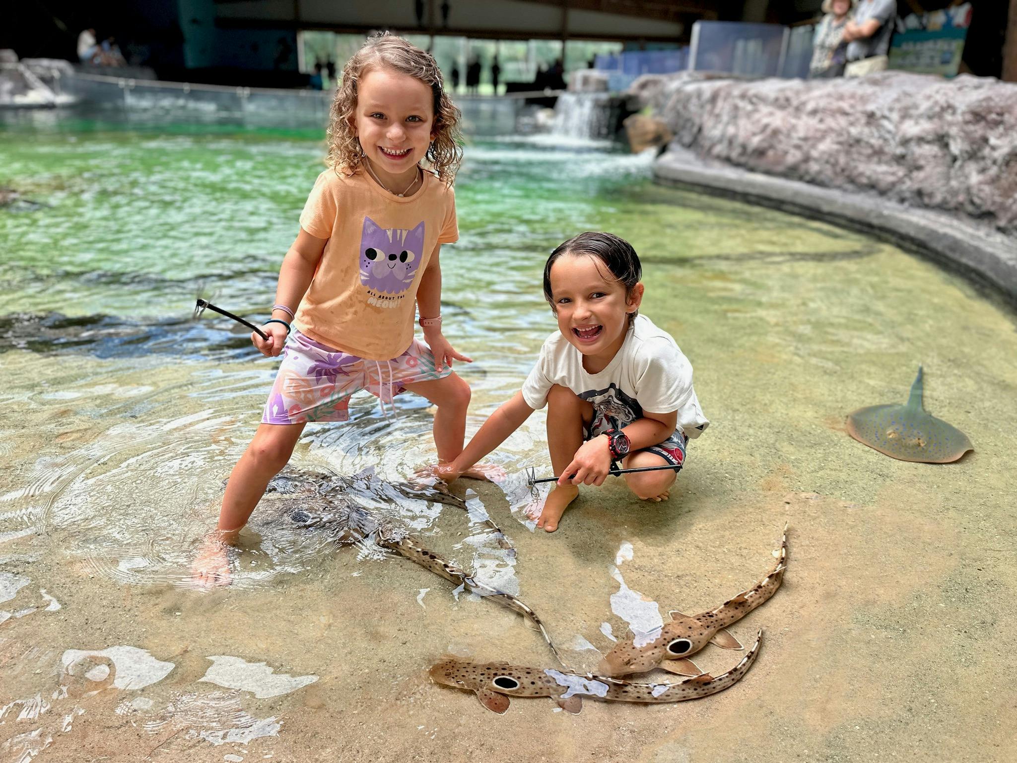 Two kids, smiling, while feeding Epaulette Shark, doing shallows encounter (barefoot wading).