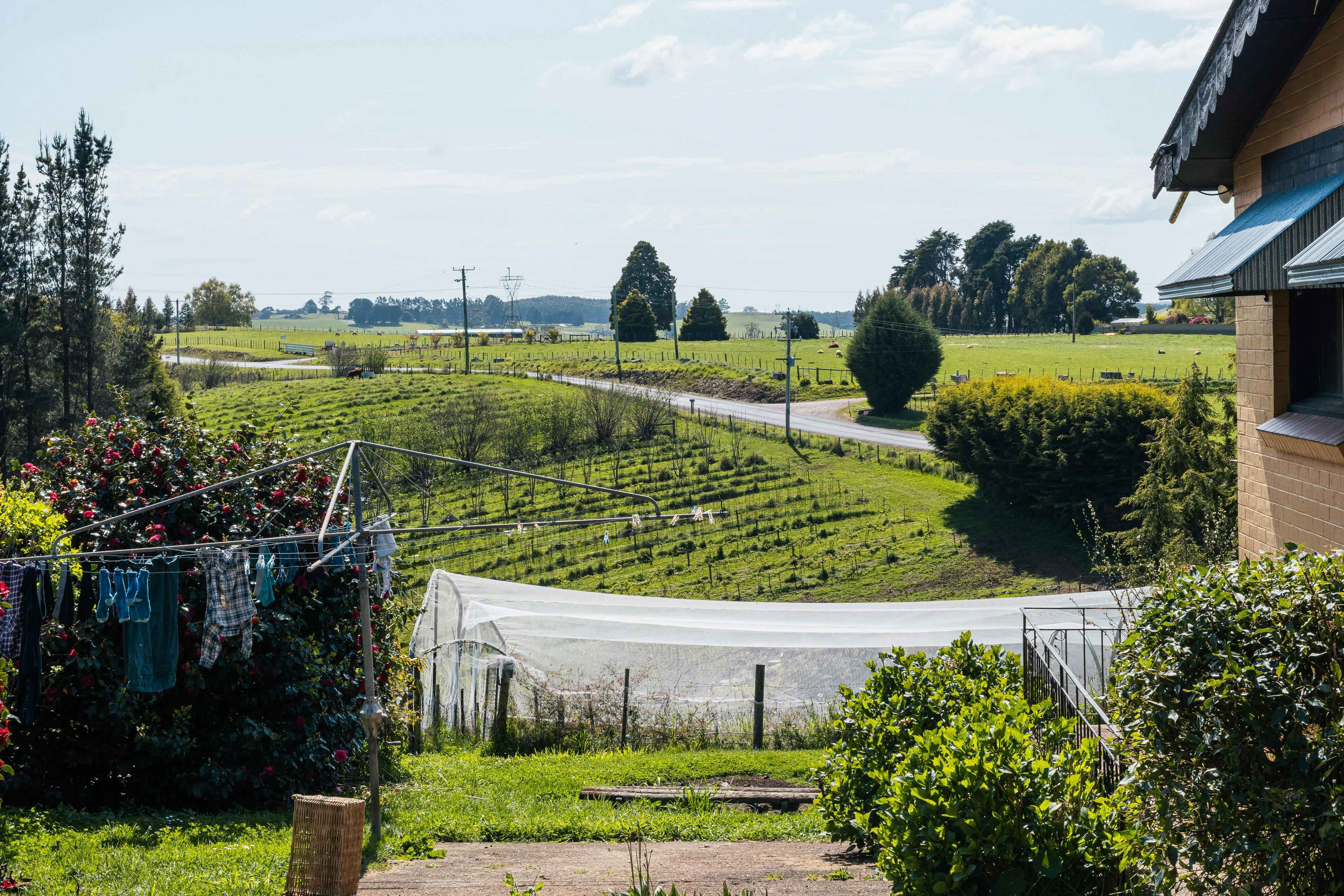 Landscape view of netted blueberry enclosure and raspberry rows in the background