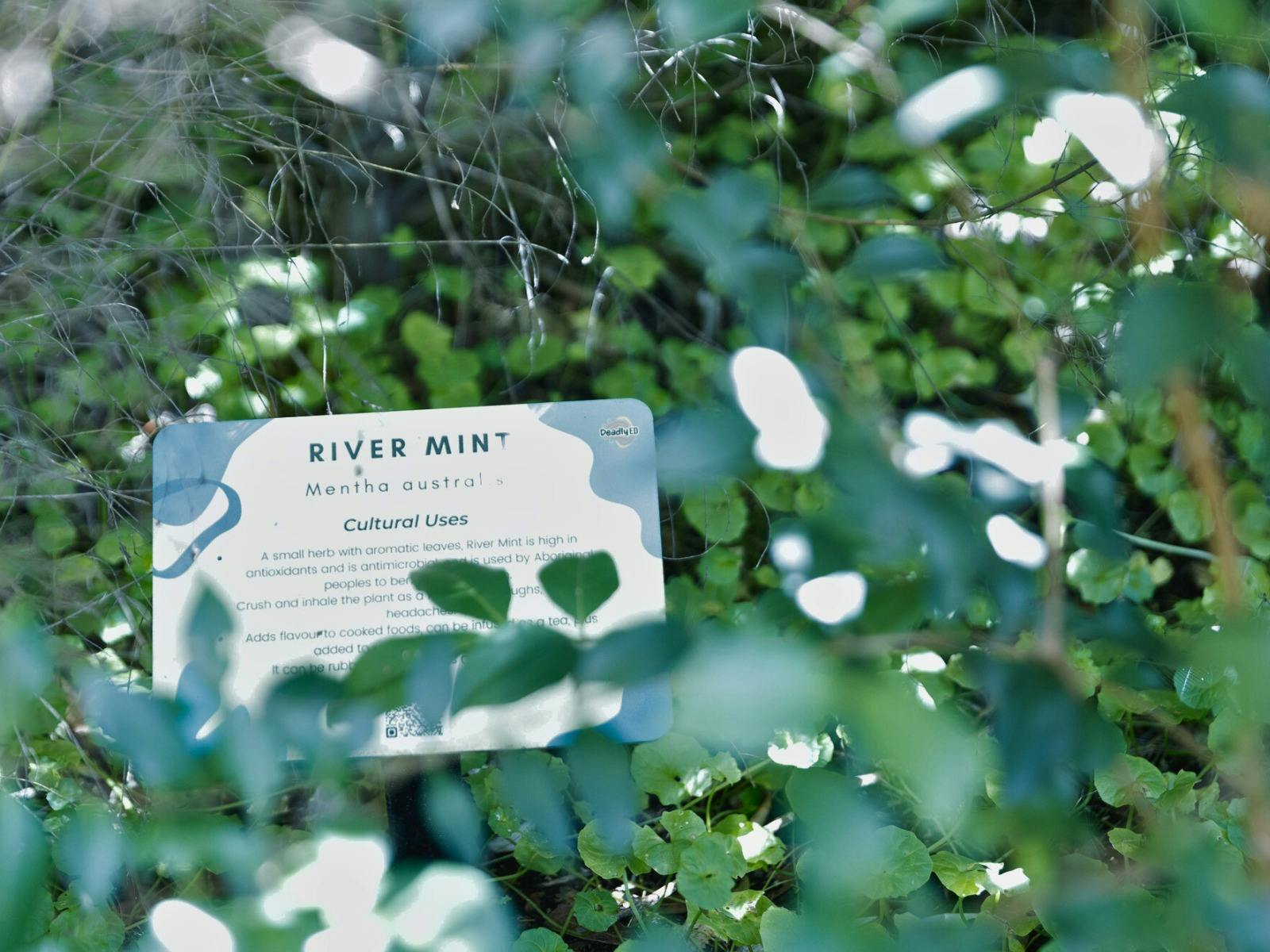River Mint at NSW Parliament