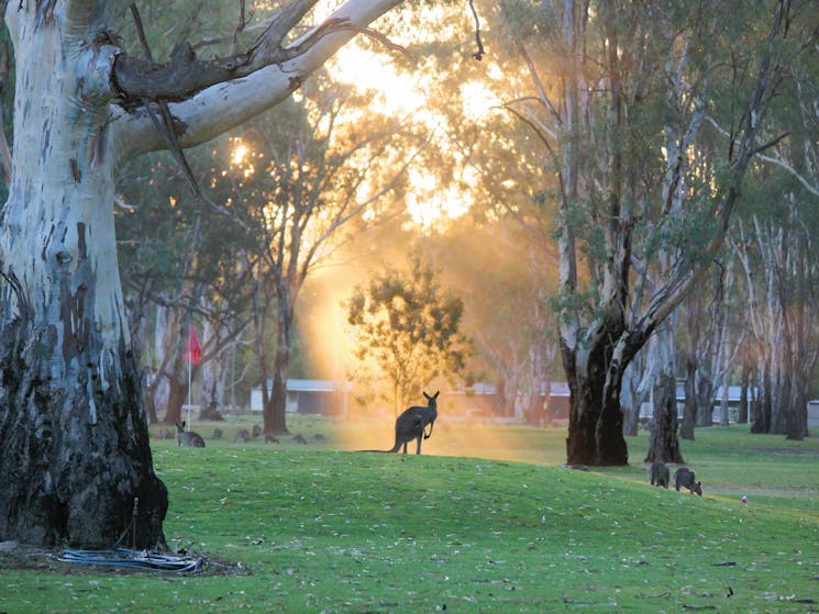 Kangaroos on golf course of an evening