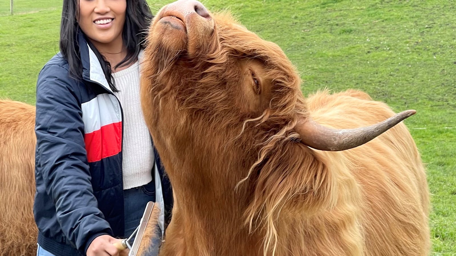 Highlands love being brushed under the chin
