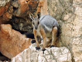 Yellow footed rock wallabie